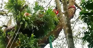 নেত্রকোণায় গাছ থেকে পাখির বাচ্চা ধরতে গিয়ে আটকে গেল হাত, ৫ ঘণ্টার চেষ্টায় উদ্ধার